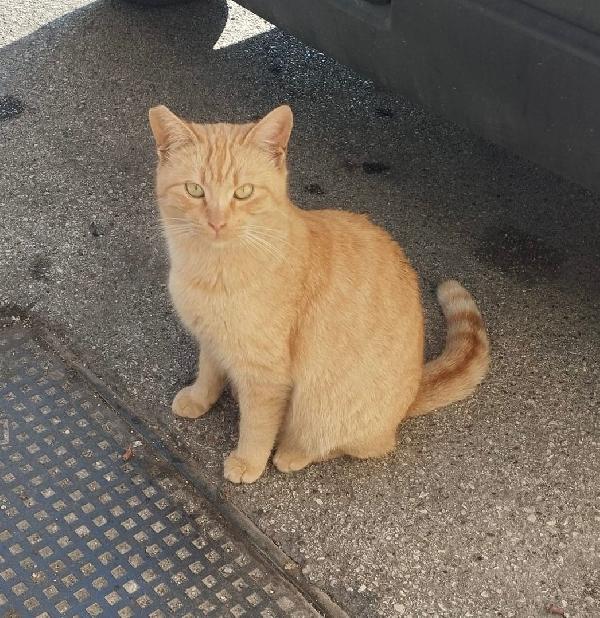 Brando cerca casa, ma non in affitto! Foto 2